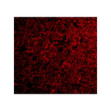 ProSci 4105 Neurotrypsin Antibody
