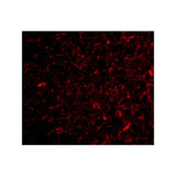 ProSci 4109 NPAS3 Antibody