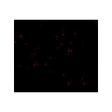 ProSci 4227 Bub3 Antibody
