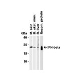 ProSci 4243 IFN-beta Antibody