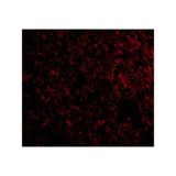 ProSci 4247 IEX-1 Antibody