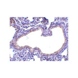 ProSci 4249 SLPI Antibody