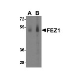 ProSci 4265 FEZ1 Antibody