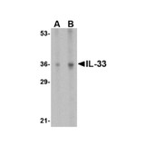 ProSci 4271 IL-33 Antibody