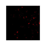 ProSci 4275 MORF4 Antibody