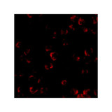 ProSci 4289 KIF5 Antibody