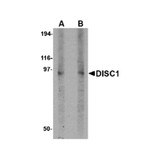 ProSci 4293 DISC1 Antibody