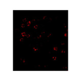 ProSci 4295 DISC1 Antibody