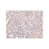 ProSci 4327 RAP80 Antibody