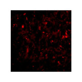 ProSci 4327 RAP80 Antibody