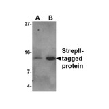 ProSci 4335 StrepII-tag Antibody