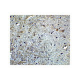 ProSci 4343 CDNF Antibody