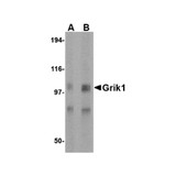 ProSci 4383 Grik1 Antibody