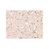 ProSci 4383 Grik1 Antibody