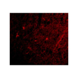 ProSci 4383 Grik1 Antibody