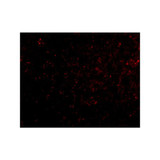 ProSci 4391 Grik4 Antibody