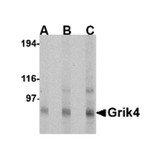 ProSci 4393 Grik4 Antibody