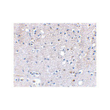 ProSci 4397 Grik5 Antibody