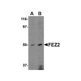 ProSci 4403 FEZ2 Antibody