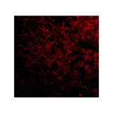 ProSci 4407 IPR1 Antibody