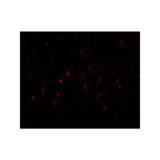 ProSci 4413 GSTP1 Antibody