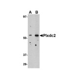 ProSci 4417 Plxdc2 Antibody