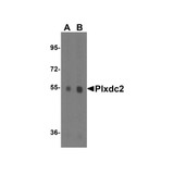 ProSci 4417 Plxdc2 Antibody