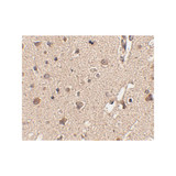 ProSci 4421 ATG12 Antibody