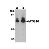ProSci 4425 ATG16 Antibody