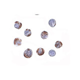 ProSci 4427 ATG16 Antibody