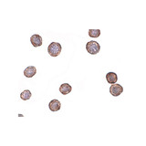 ProSci 4443 CXCR4-Lo Antibody