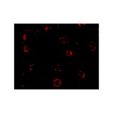 ProSci 4443 CXCR4-Lo Antibody