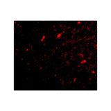 ProSci 4451 SCRAPPER Antibody