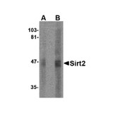 ProSci 4487 SIRT2 Antibody