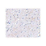 ProSci 4503 BAP3 Antibody