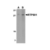 ProSci 4509 RTP801 Antibody