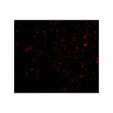ProSci 4537 NIPSNAP Antibody