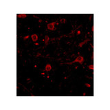 ProSci 4559 CAPS1 Antibody
