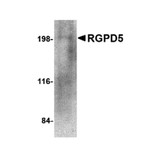 ProSci 4585 RGPD5 Antibody