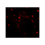 ProSci 4585 RGPD5 Antibody