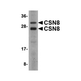 ProSci 4601 CSN8 Antibody