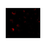 ProSci 4609 Rim2 Antibody