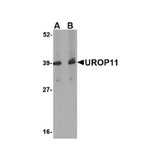 ProSci 4615 UROP11 Antibody