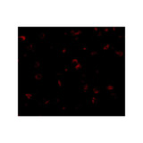 ProSci 4623 SAPAP1 Antibody