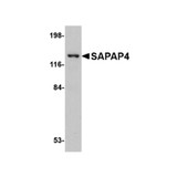 ProSci 4633 SAPAP4 Antibody