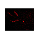 ProSci 4635 Syntaphilin Antibody