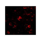 ProSci 4653 Nanos3 Antibody