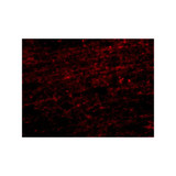 ProSci 4659 CLIP170 Antibody