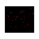 ProSci 4663 BICD1 Antibody