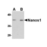 ProSci 4685 Nanos1 Antibody